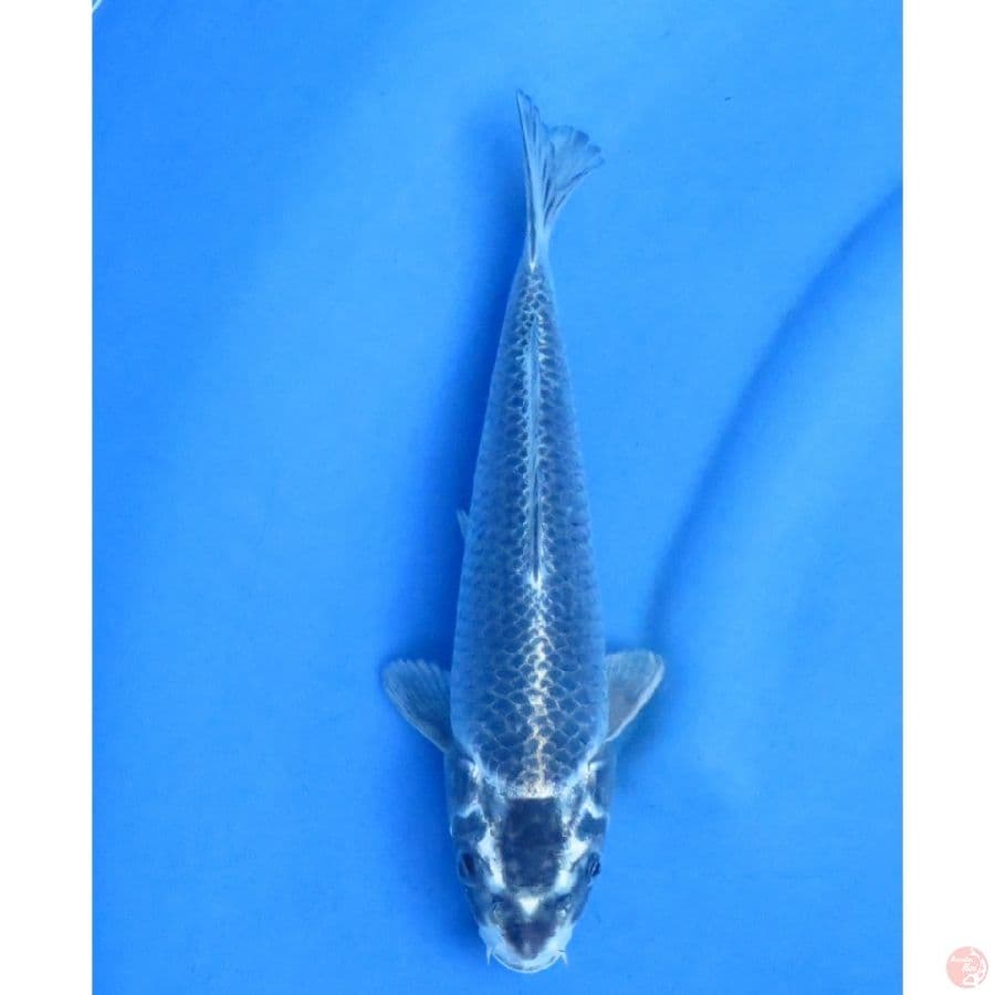28cm , Unique Koi