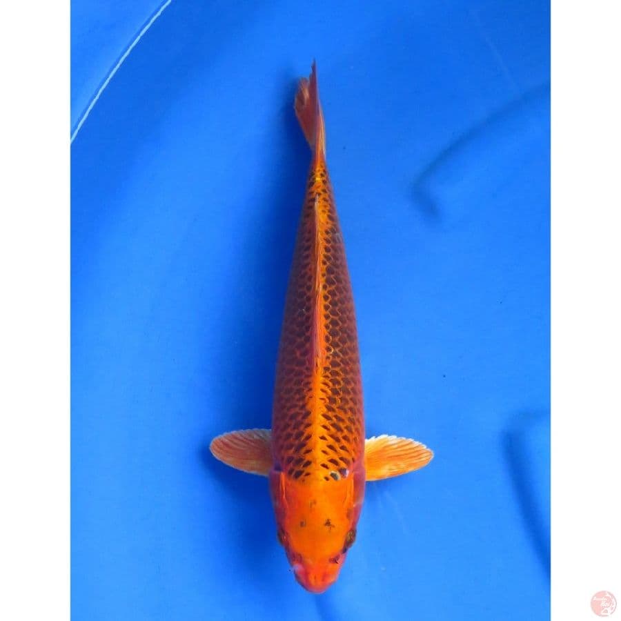 35cm , Kin Matsuba Jantan