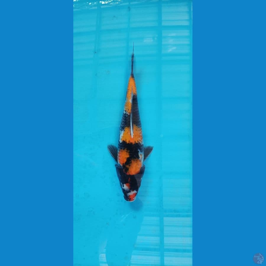 showa 31 cm original