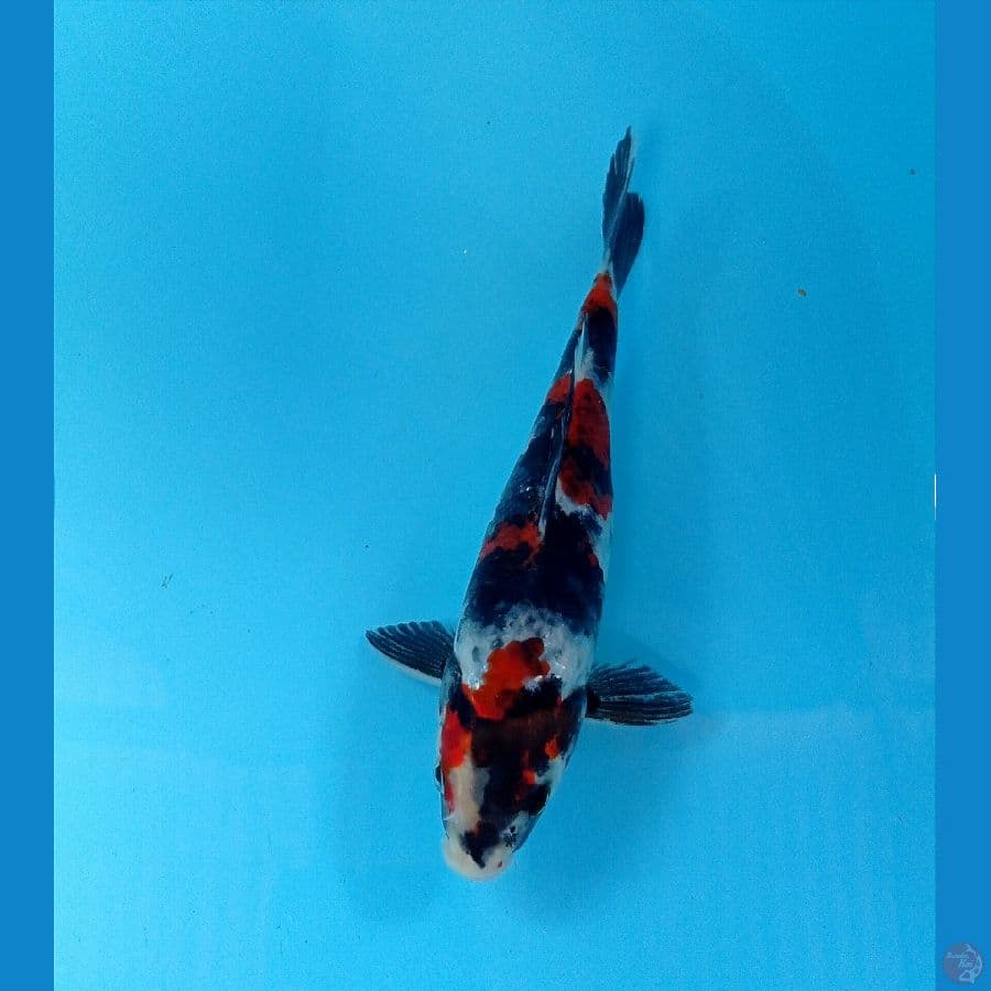 showa hikari 20 cm