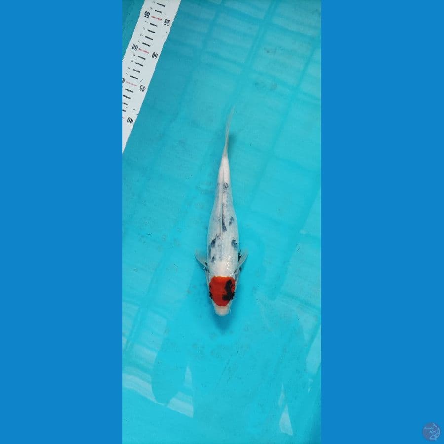 tancho showa 28 cm