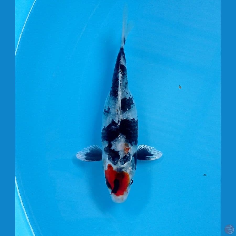tancho show hikari 16 cm