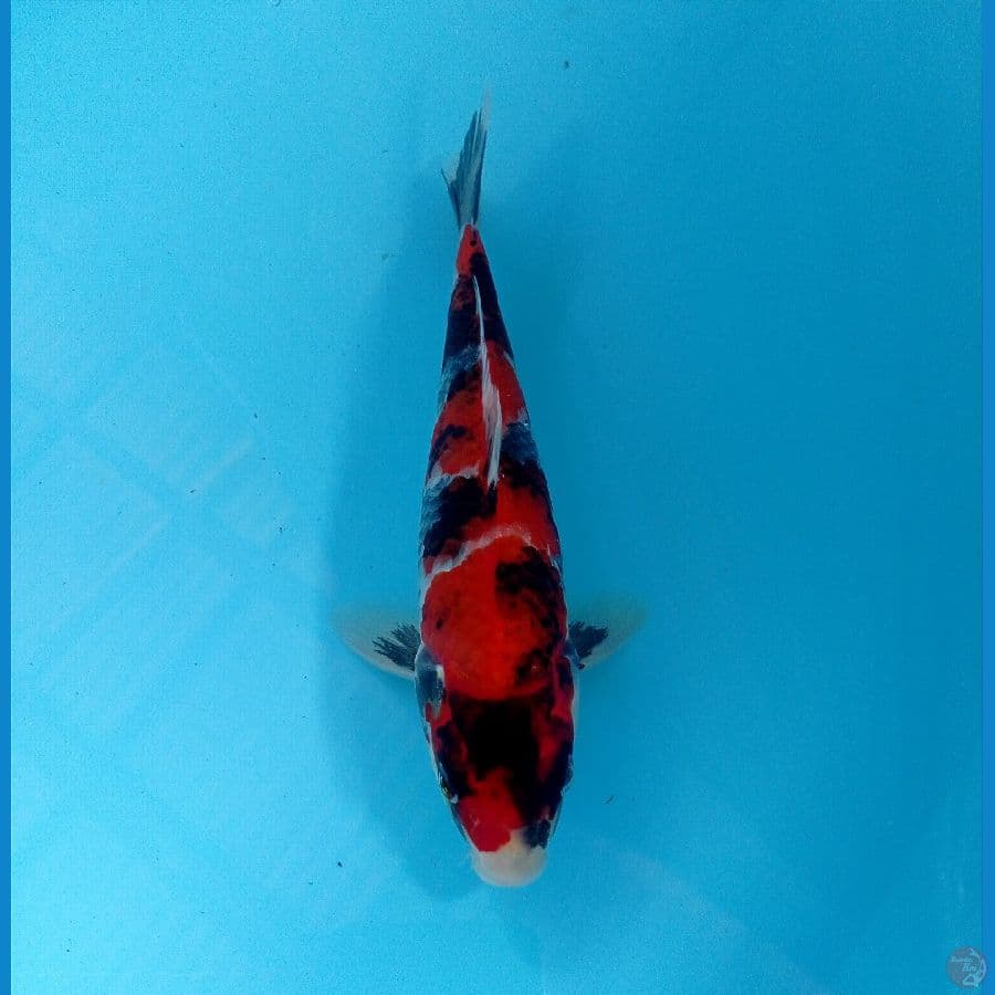 showa 21 cm