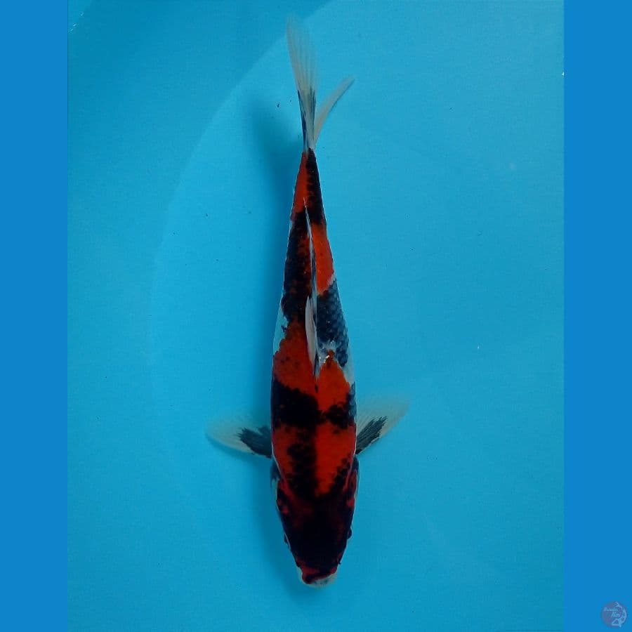 showa 20 cm