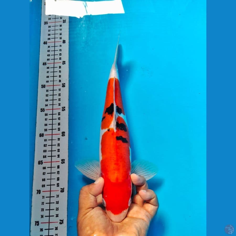 sanke doithsu male 33cm