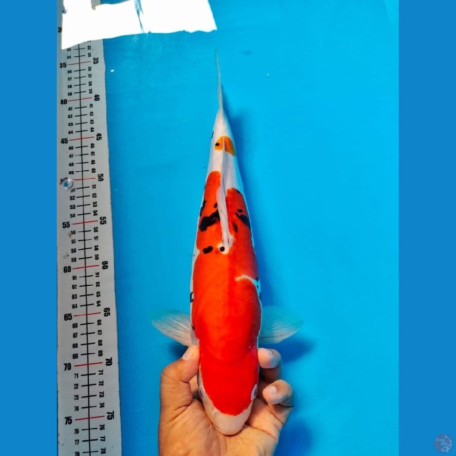sanke male 37cm