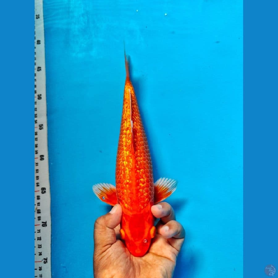 aka hajiro ginrin malw 30cm