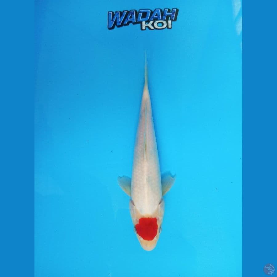 original tc showa tategoi - 26cm
