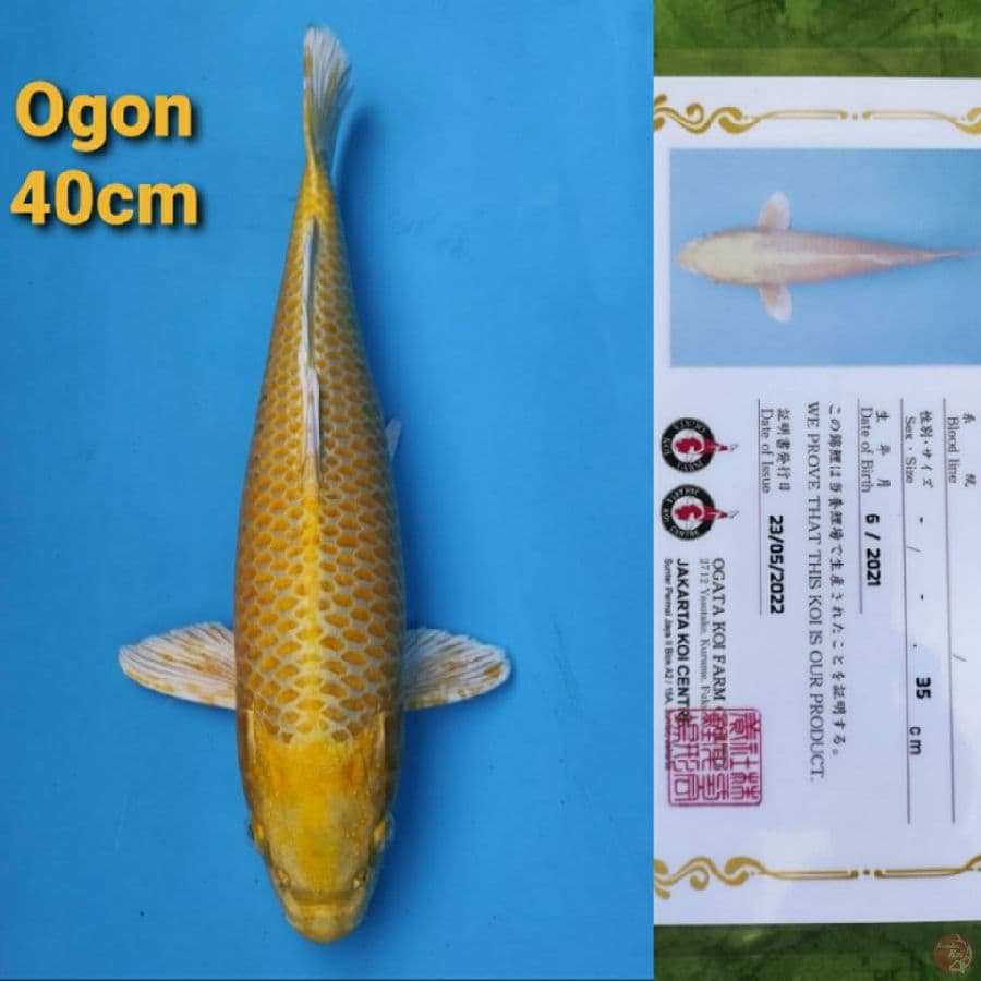 OGATA OGON 40CM