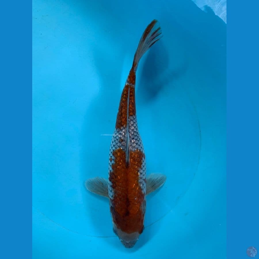 OCHIBA GINRIN 40CM / FEMALE