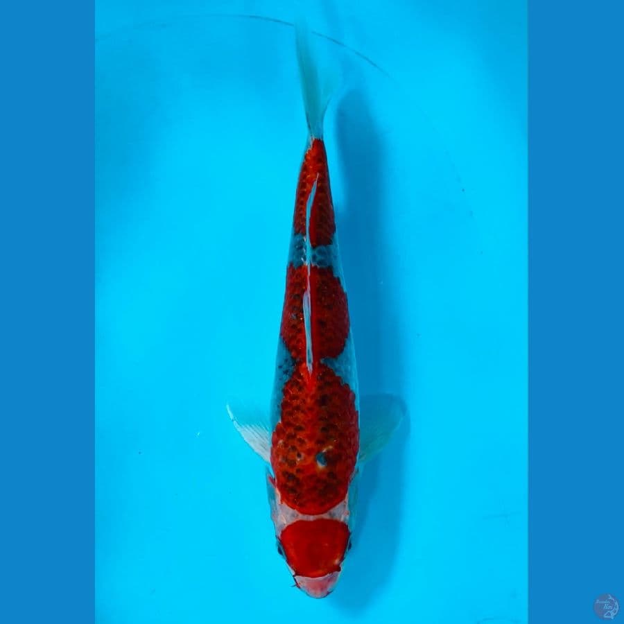 MARUTEN GOSIKI 36CM / MALE (cutcer)