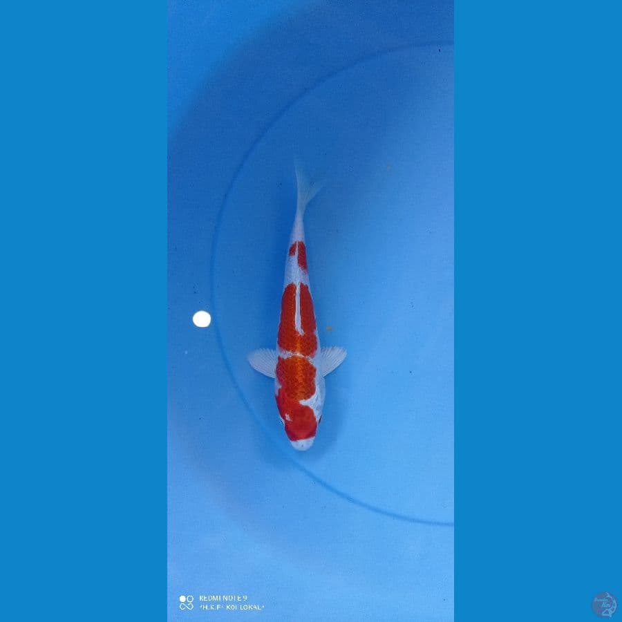 kohaku hikari ori 2o cm show quality
