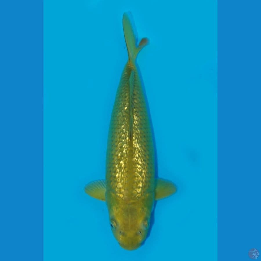 SHOW QUALITY MIDORI 33CM