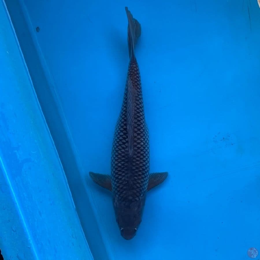 soragoi 38cm female