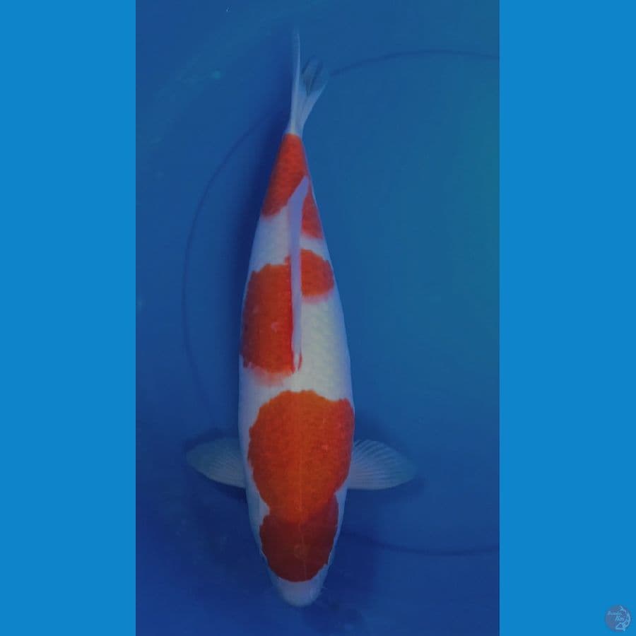 AI GOROMO 42cm (female)