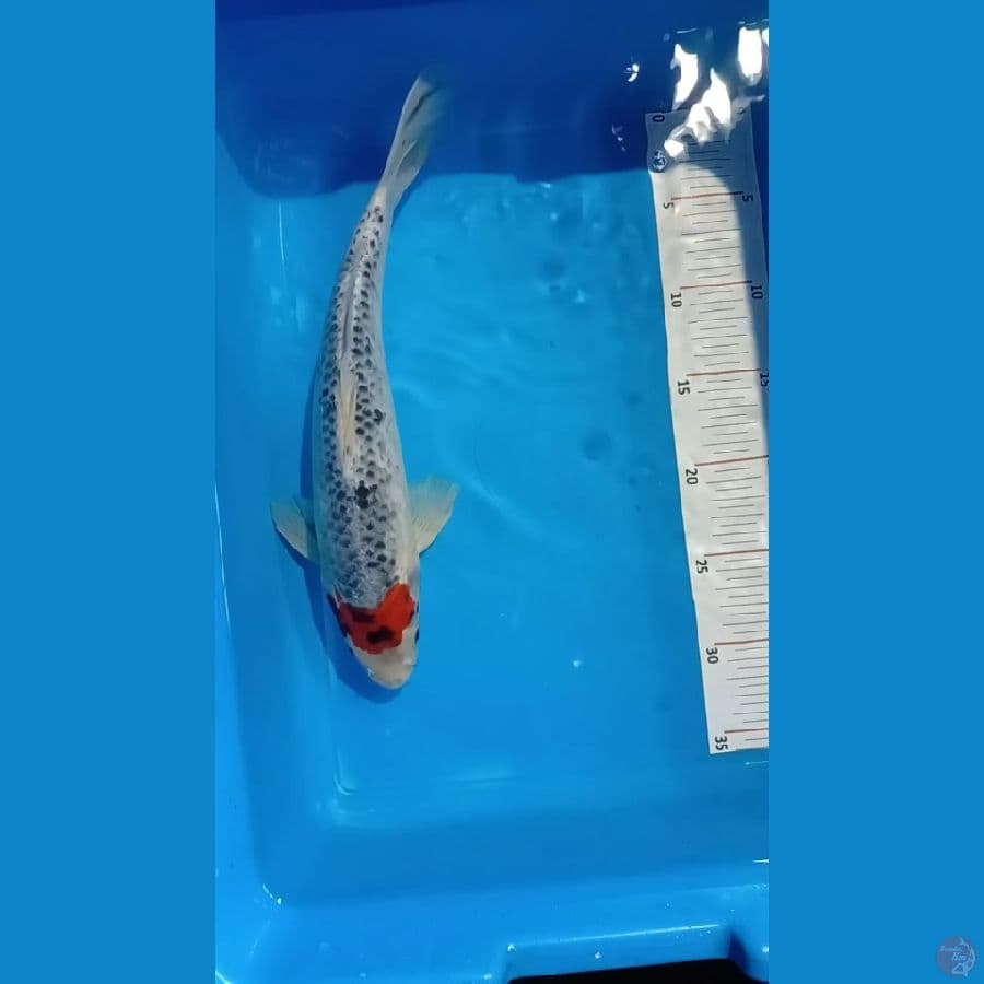 gosiki 33 cm male