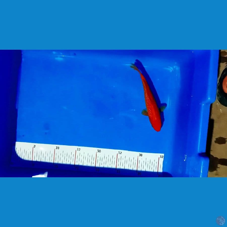 benigoi ginrin 15 cm
