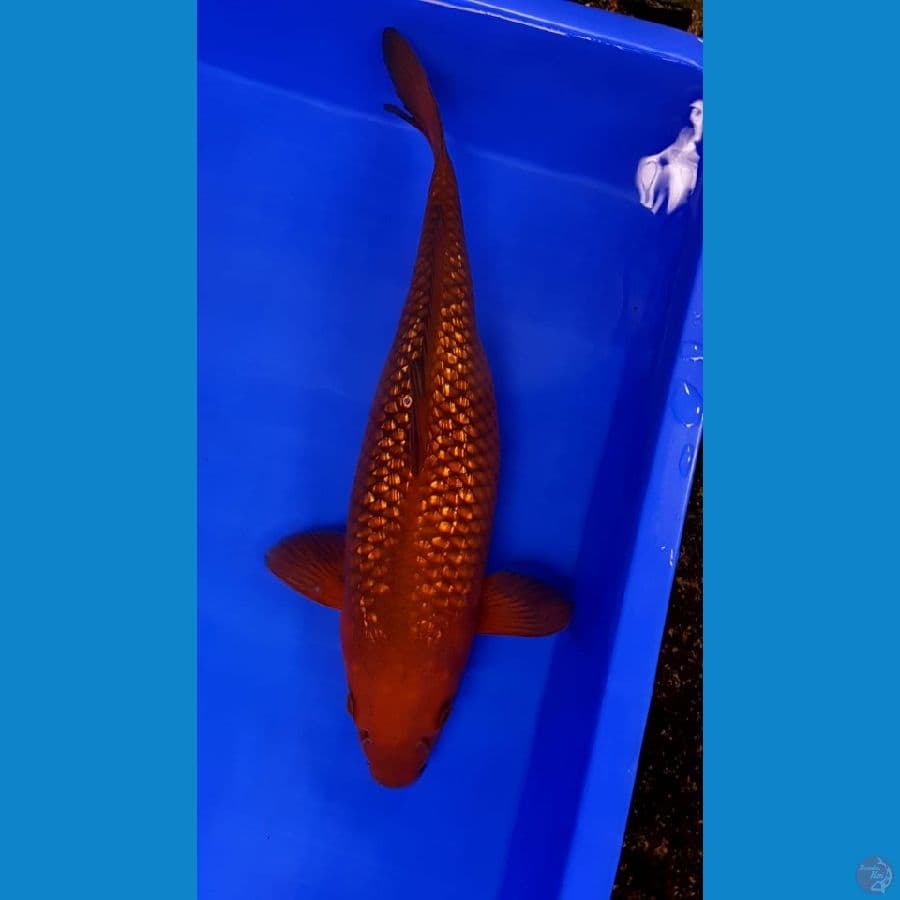 CHAGOI TEMBAGA GINRIN 35 CM