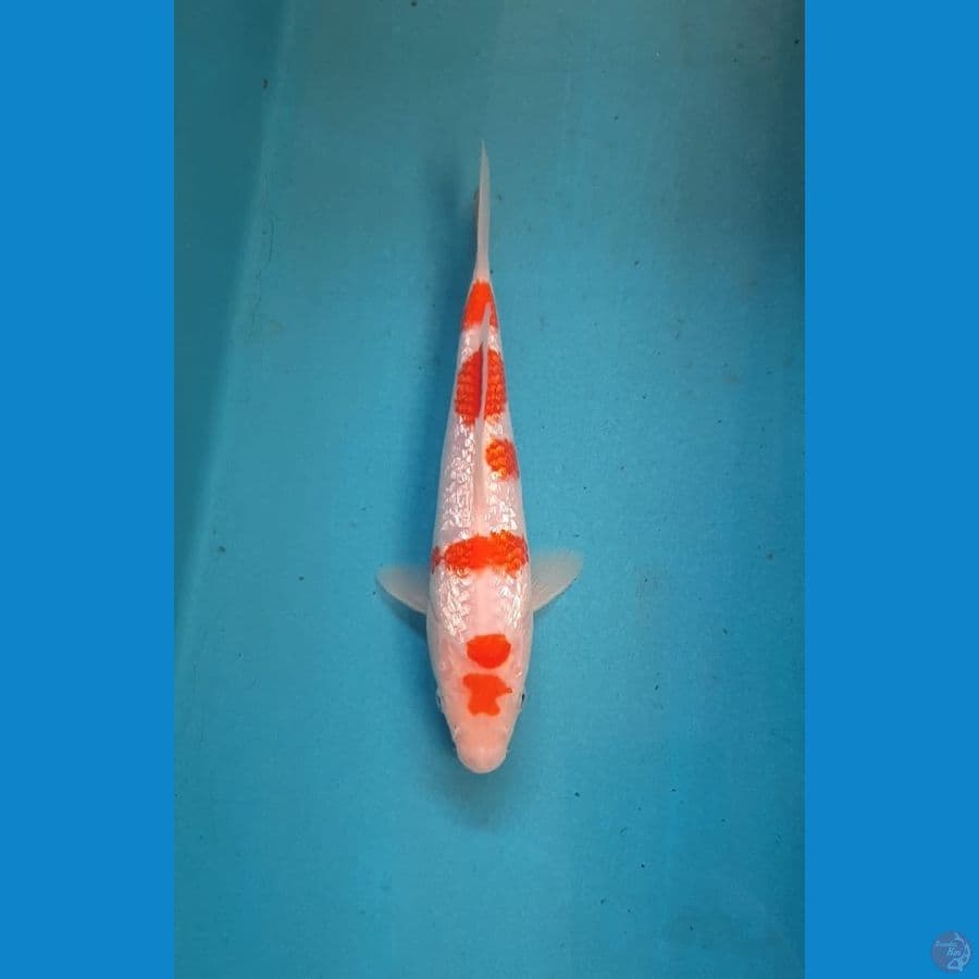 KOHAKU GINRIN SQ