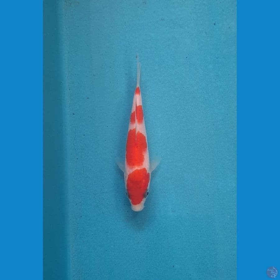 AI GOROMO SQ 11cm