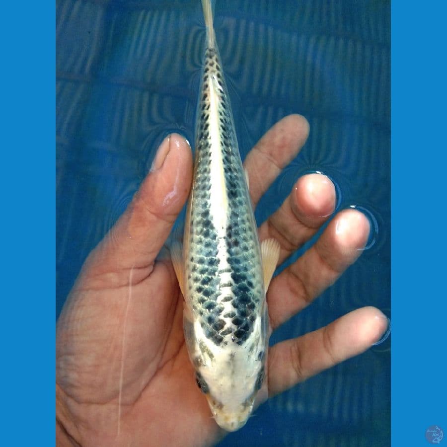 matsuba 19cm