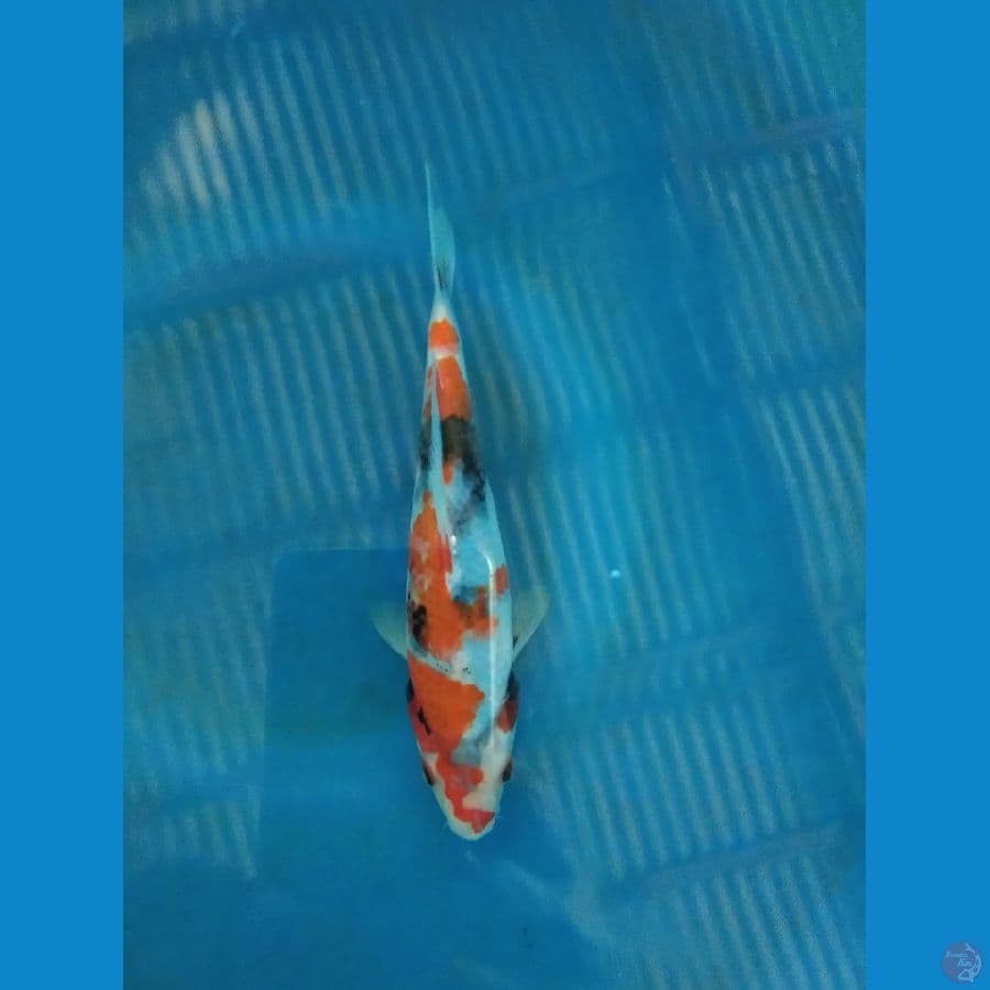 sowa 19cm
