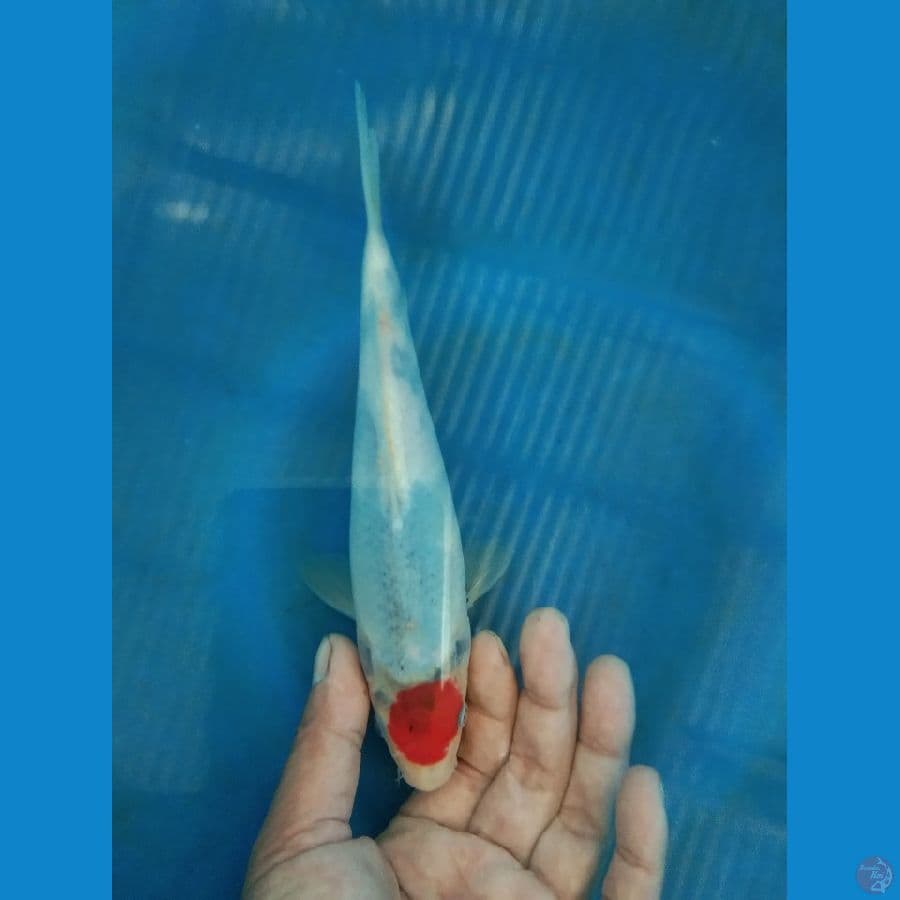 tanco sowa tategoi 20cm