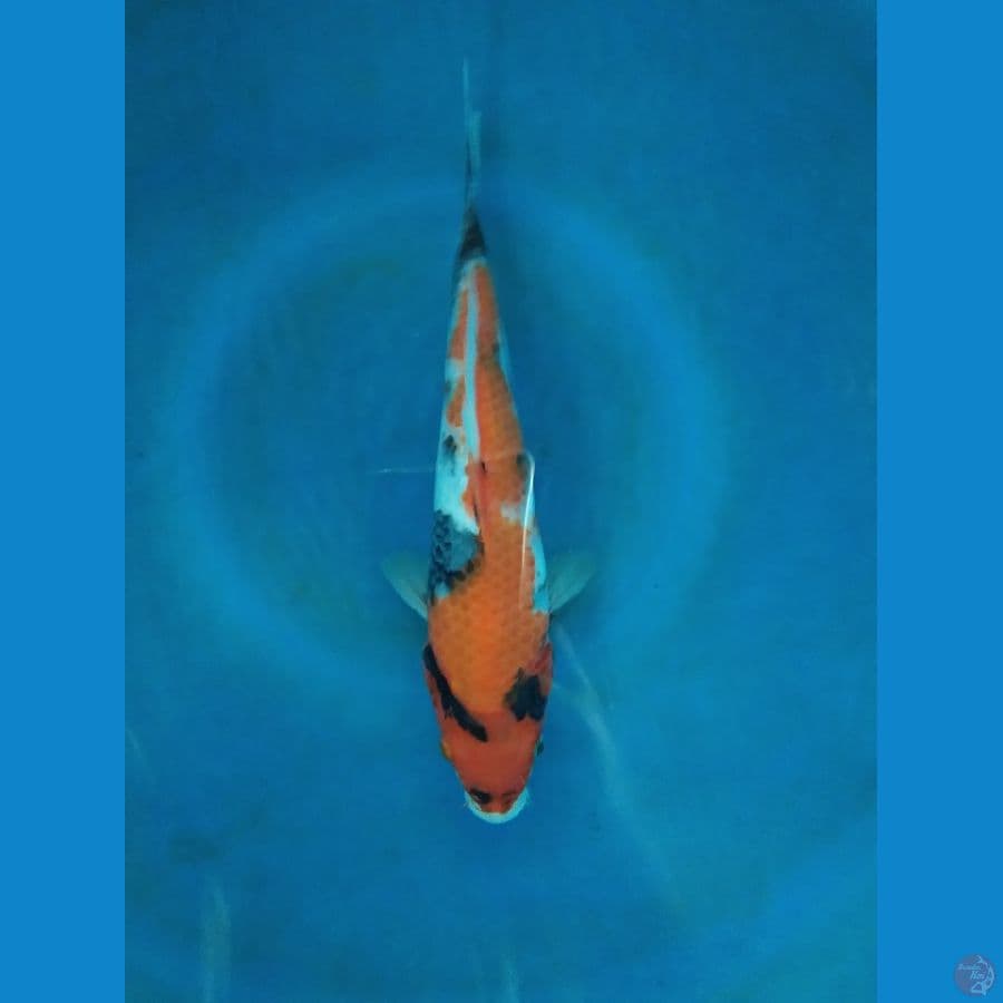 sowa 23cm