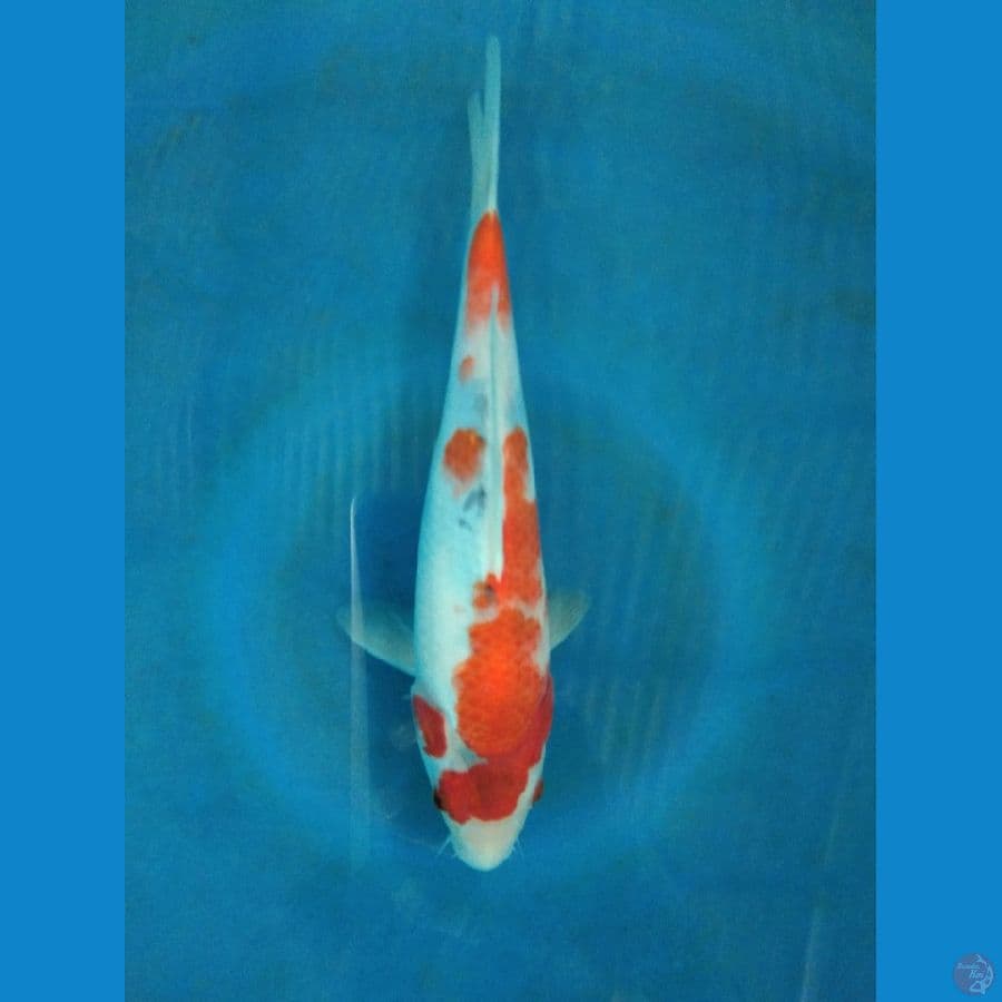 sowa tategoi 25cm