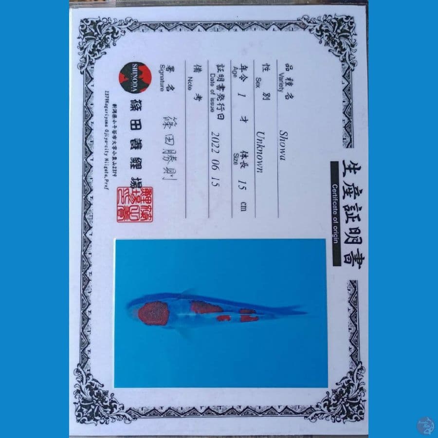 Shinoda Kindai Showa 18cm