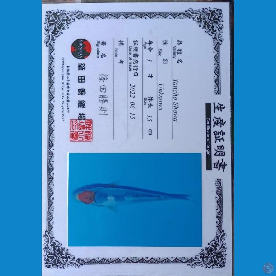 Shinoda Tc.Showa tategoi 18cm
