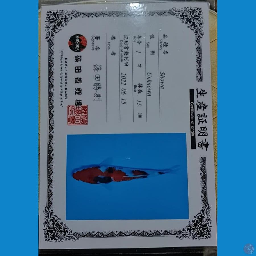 shinoda showa sz 17cm
