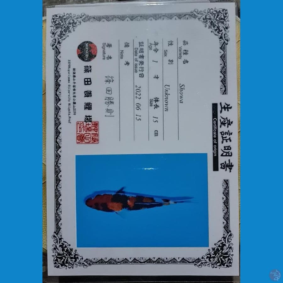 shinoda showa sz 16cm