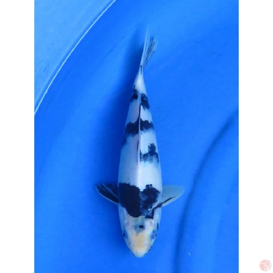28cm , Shiro Tategoi