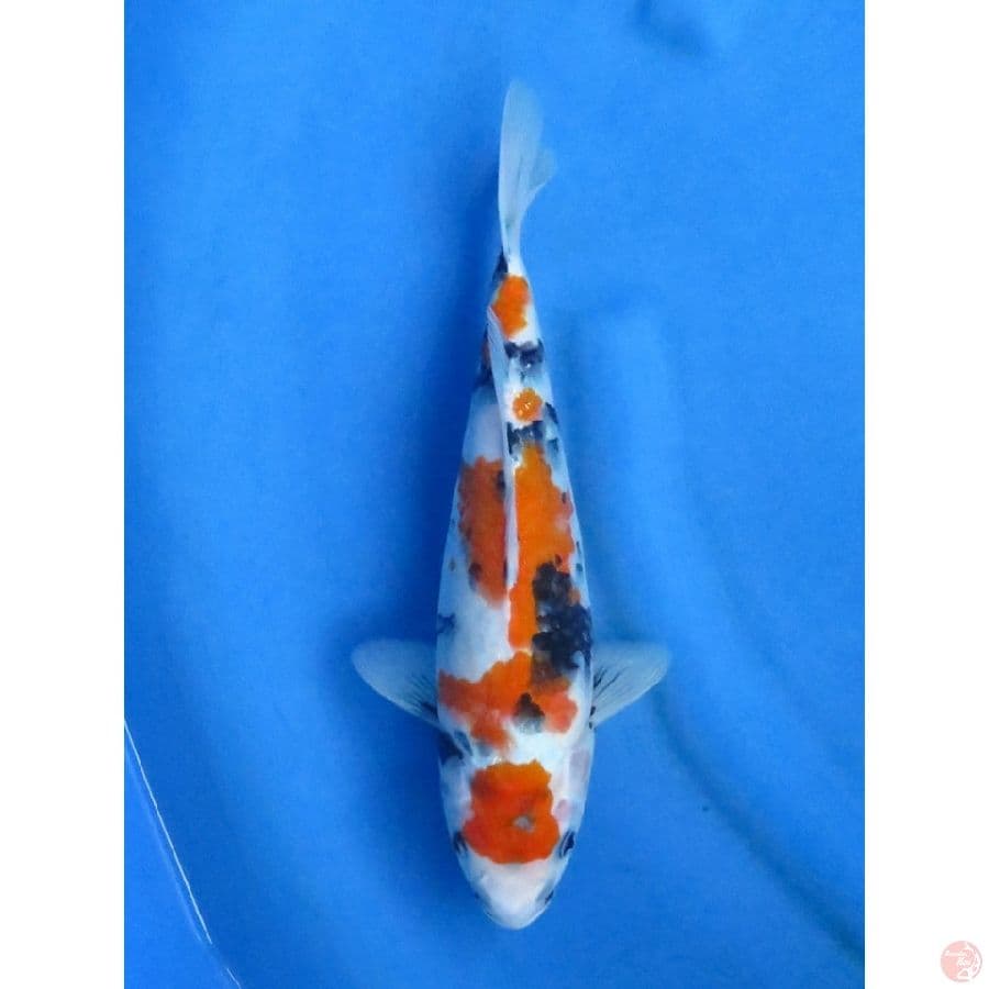 31cm , Showa Tategoi