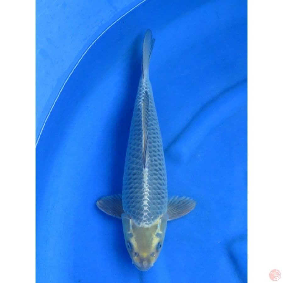 38cm , Male Unique - No Bocor