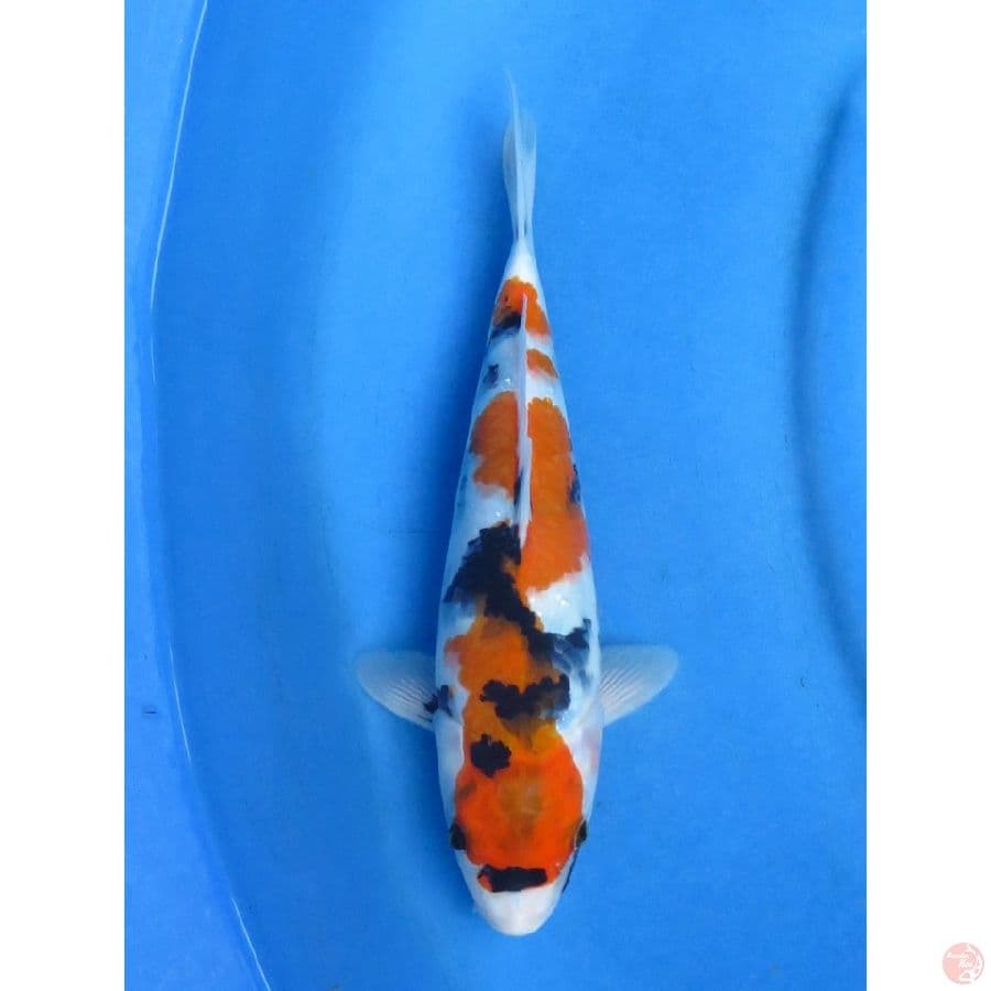 30cm , Showa Tategoi