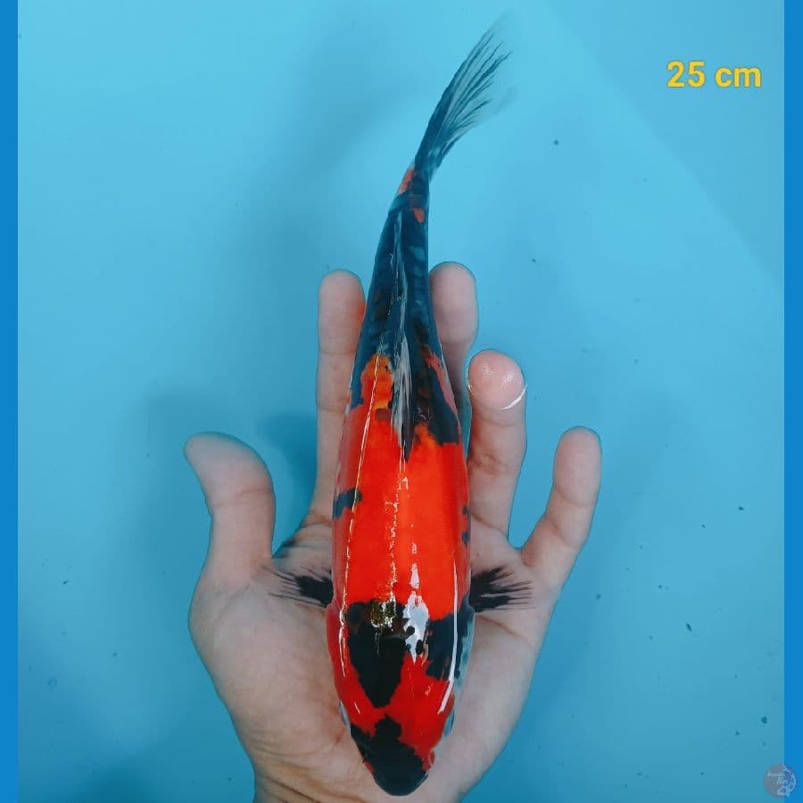 showa doit 25 cm