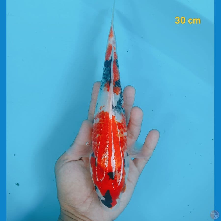 showa 30 cm