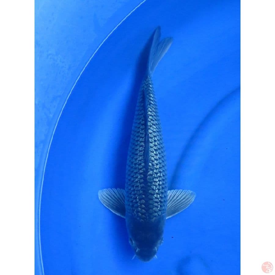 43cm , Male - Soragoi Ginrin