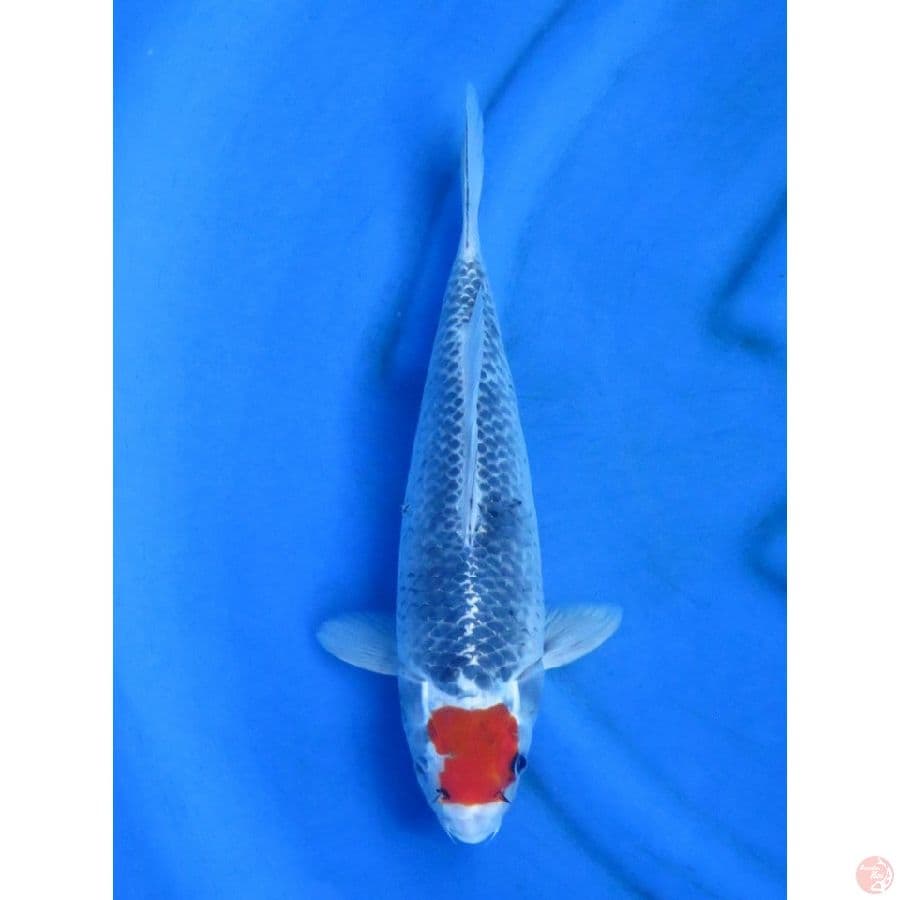 35cm , Tancho Goshiki