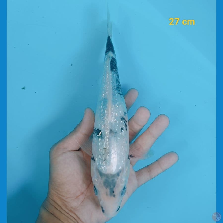 Shiro ginrin 27 cm