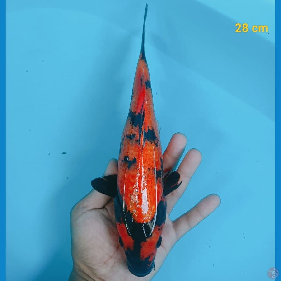 Hiu 29 cm