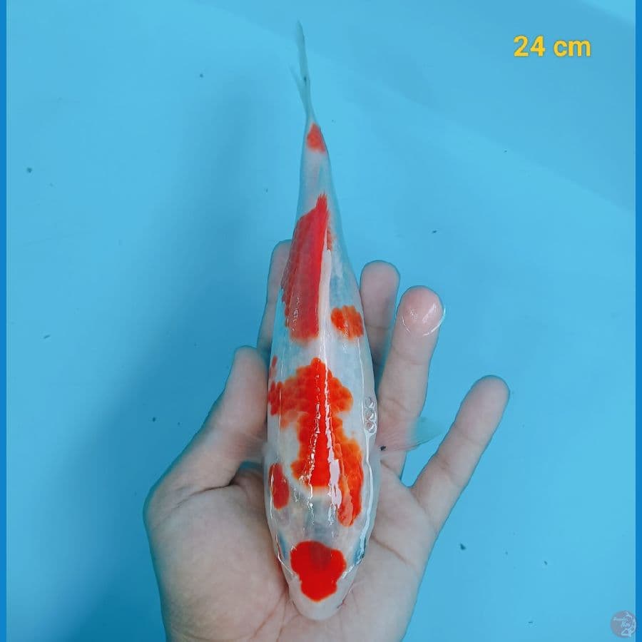 Showa 24 cm