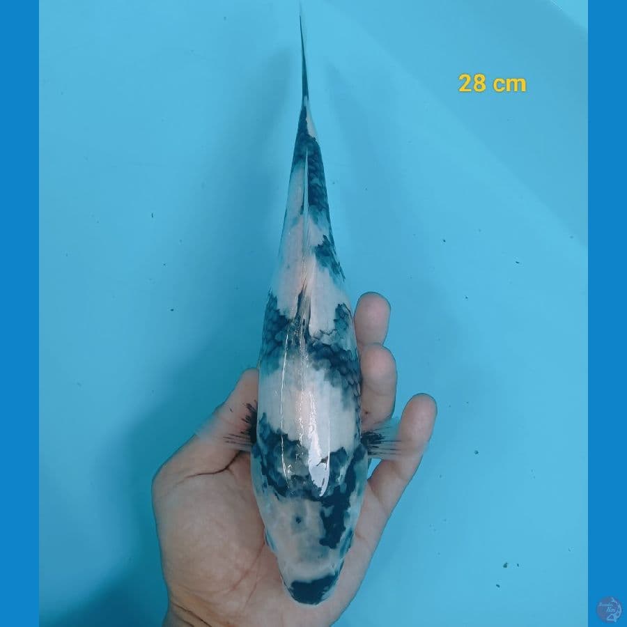 Shiro 28 cm