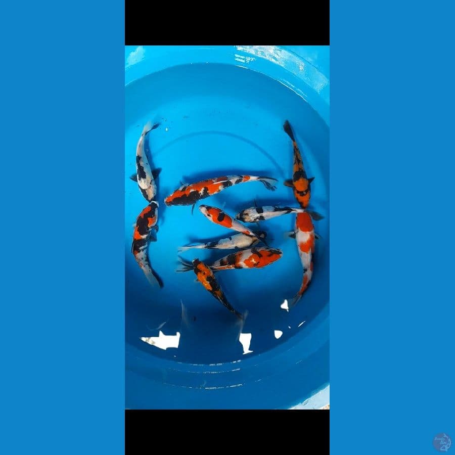 9 ekor mix 16-22cm