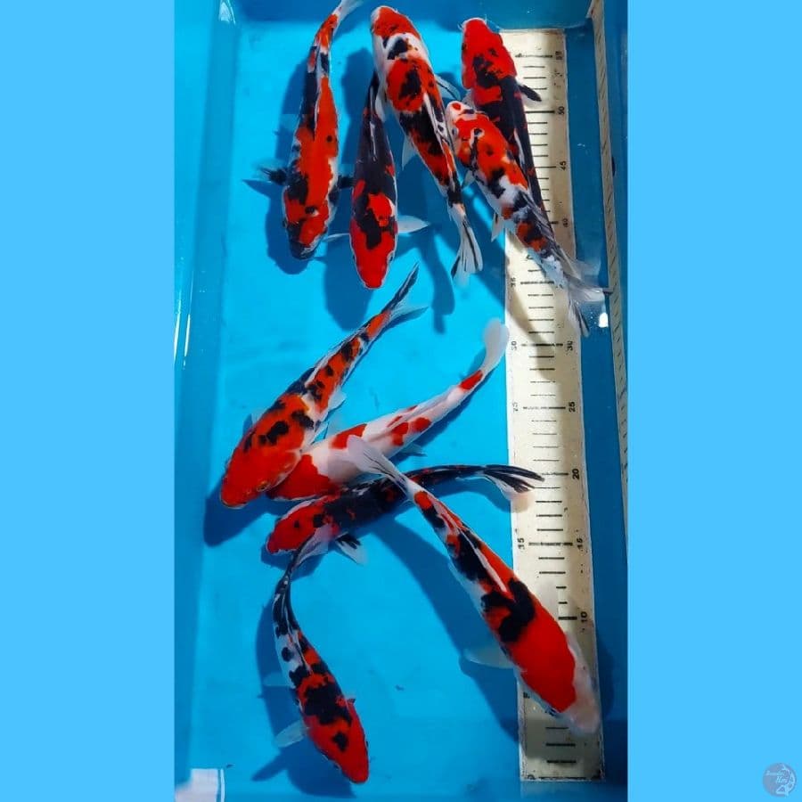 SHOWA SANKE KOHAKU 18-25 CM
