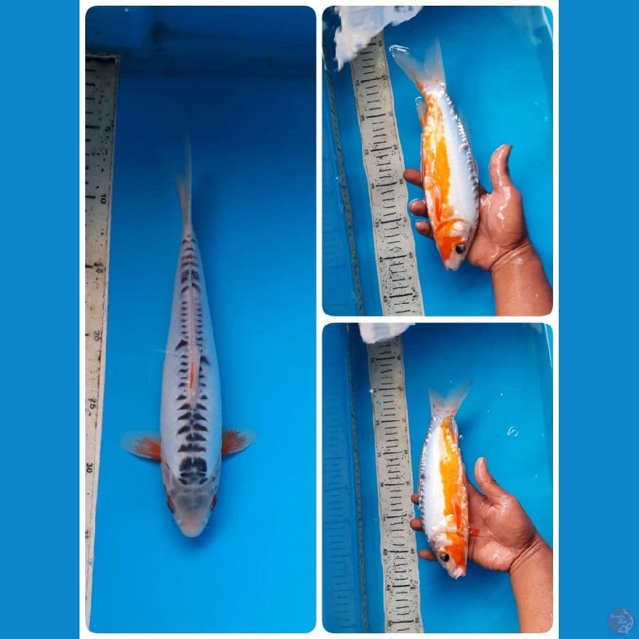 shusui 28cm