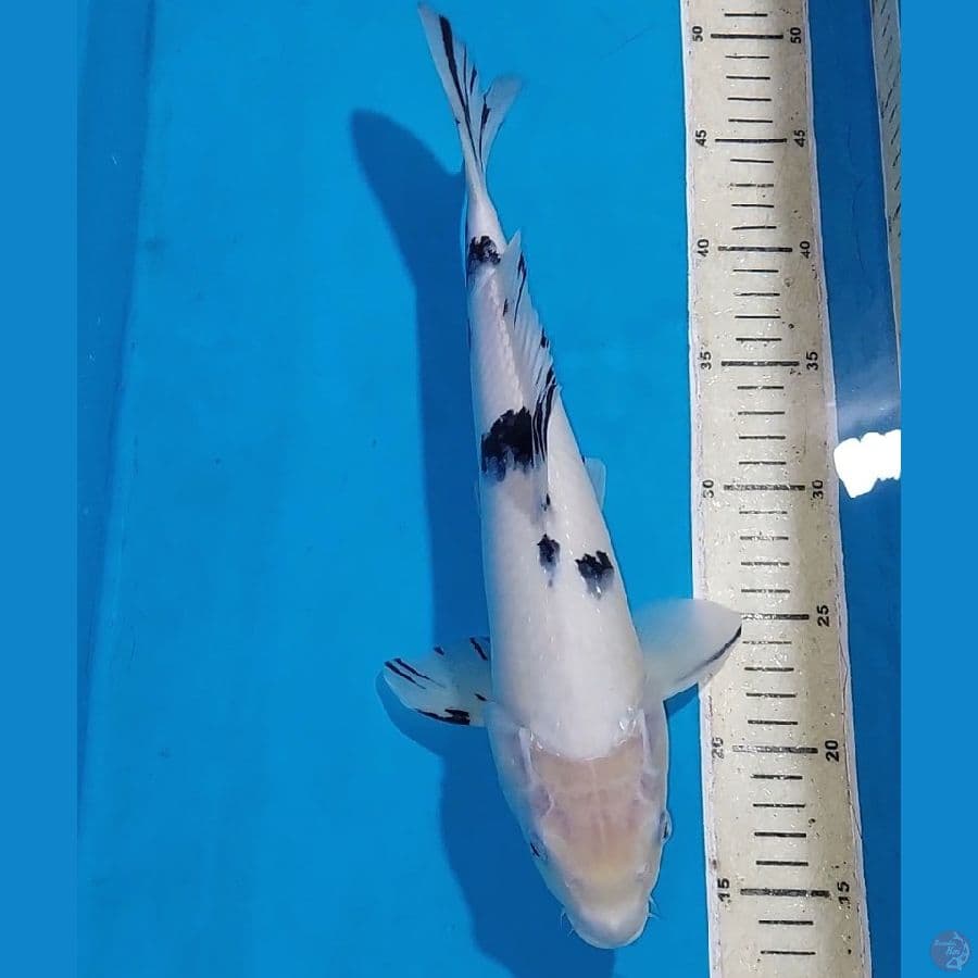 BEKKO 35 CM