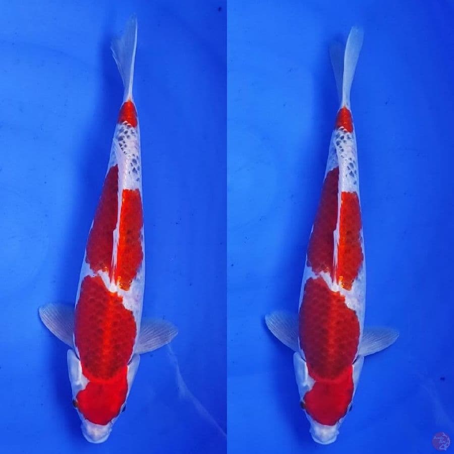 1. ghosiki 2 steep ///36cm